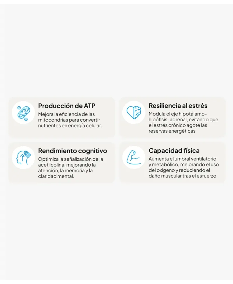 IVB Energy UP 60 Cápsulas